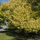 Golden elm- Cambridge Tree Trust